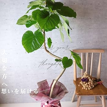 71zhEp2+S4L._AC_UF350,